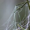Spiderweb