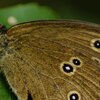 Hohe Mark