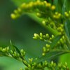 Käfer