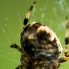 PoorFly