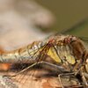Libelle