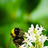 Anflug