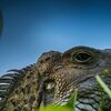 Head