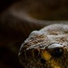 Snakehead
