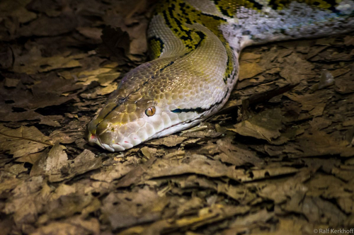 Python