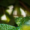 MrGreen