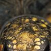 Head