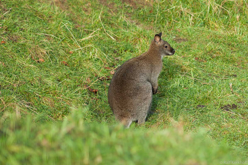 Känguru