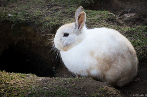 Bunny