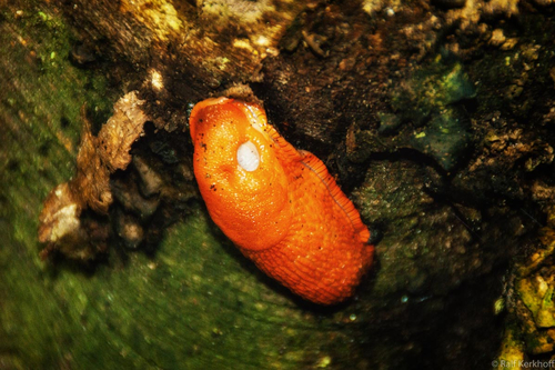 Schnecke