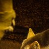 Wüstenfuchs
