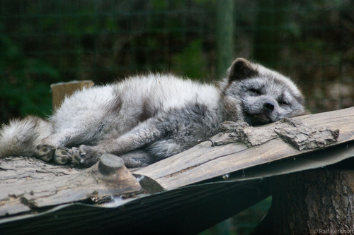 Sleepy