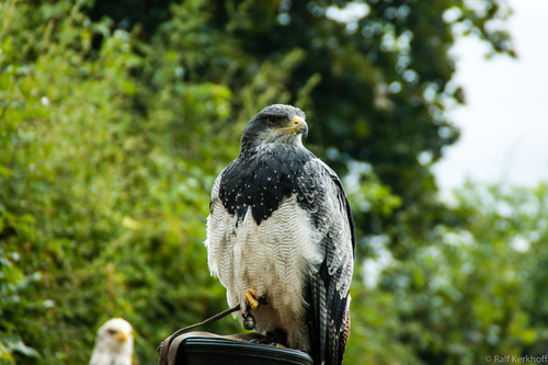 Eagle