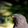 Falcon