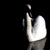 Swansea