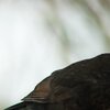 Amsel