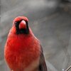 Red Bird