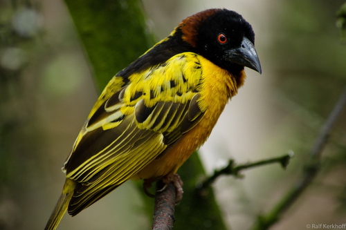 Webervogel