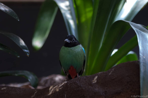 Tropical Bird