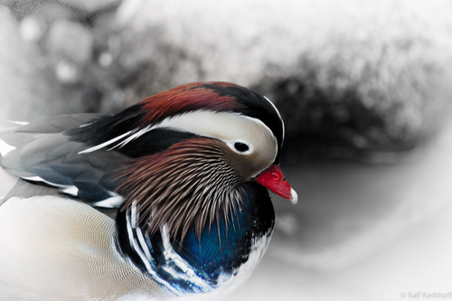 Duckhead