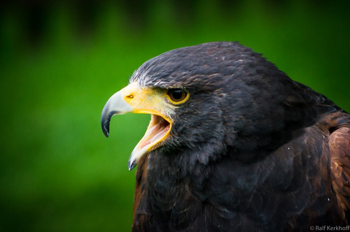 Angry