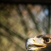 Steinadler