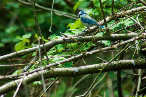 Bluebird