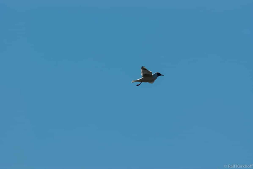 In The Skies