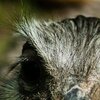 Das Auge