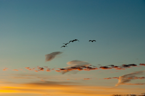 Early Birds