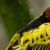 Webervogel
