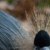 Komischer Vogel