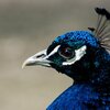 Pfau