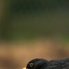 Blackbird