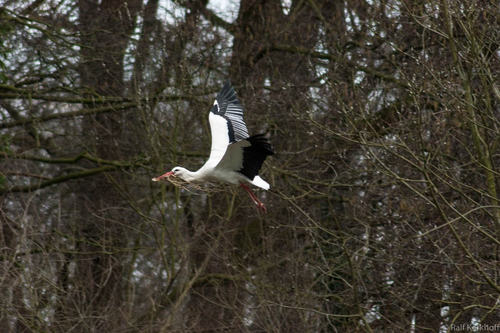 Zum Nest