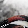 Duckhead