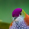 Bunt