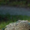 Pfau