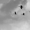 Formation