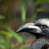 Birdi