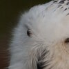 Schnee Eule