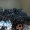 Emus Head