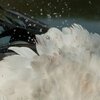 Wet Stork