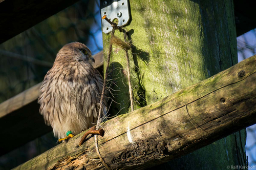 Turmfalke