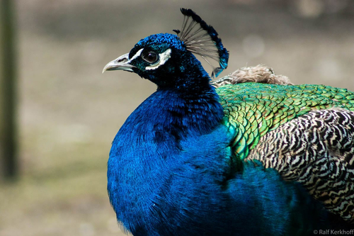Pfau