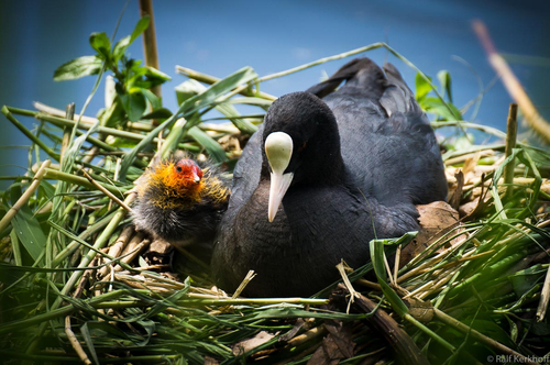 Nest