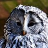 The Owl