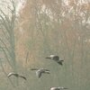 Wildgänse