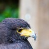 Bussard