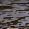 Wasserschnabel